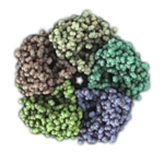The photo shows a rosette-like structure consisting of differently coloured subunits.