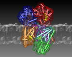 Modell des Proteinkomplexes