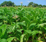 Teaser_Nicotiana_tabacum_001.png