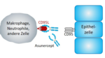 Makrophage mit dem Asunercept
