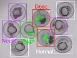 Das Bild zeigt neun Zebrafischembryonen, bei welchen verschiedene Signalwege gestört sind. Die Zebrafischembrionen sind in verschiedenen Farben mit Rahmen markiert – weiß für „normal“, bei denen der Embryo um den Dotter herum liegt. Rot für „dead“, grün für „BMP“, und lila für „nodal“. Fünf der Embryonen enthalten einen Farbstoff.