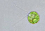 Chlamydomonas Rheinhardii Kl