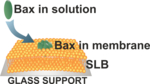The graphic shows a lipid bilayer (yellow) on a grey glass support. A blue arrow symbolises how Bax proteins (green ovals) enter and aggregate in the membrane. A green hexamer is shown in the membrane.