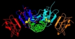 Ausschnitt der Struktur der Methyltransferase Dnmt3a mit einem Stück DNA (grün). Rote und orange Kugeln kennzeichnen Mutationen des Enzyms in Tumoren.