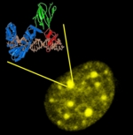 Fluorescent microscope image of a human cell nucleus in the bottom right-hand corner. The nucleus contains numerous yellow dots. These represent signals that are emitted by methylated DNA sequences. The molecular structure of the sensor components is shown schematically in the top left-hand corner. We can see an anchor domain (orange) bound to DNA, a detector domain bound to a chromatin modification (red), and the active fluorophore (green).