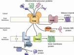 Inner and outer mitochondrial membrane: the ways in which precursor proteins that are destined for specific mitochondrial areas are very complex. The proteins Mia40 and Erv1 are located between the membranes and sort the intermembrane proteins.