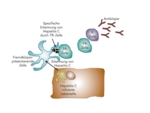 Schematic showing immune cells recognise a hepatitis C virus.