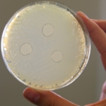 Staphylococcus-lugdunensis-Antibiotikum.jpg