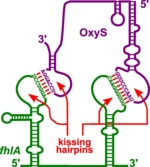 Zu sehen ist ein Schaubild, das zwei komplizierte RNA-Moleküle zeigt. In zwei Bereichen haben sie sich aneinander angelagert und sind über Schleifenstrukturen verbunden.