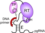 The reverse transcriptase (RT) is part of a protein complex known as P protein. This also involves the terminal protein (TP) and RNase H (RH) domains. Protein P forms a complex with pre-genomic RNA (pgRNA) by binding to the epsilon loop (ε). The terminal protein then creates the DNA primer (red).