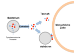Schematic showing the excretion of toxic proteins. Specifically, the schematic shows a bacterial cell and a human cell (circles) and toxic products (small dots) that dock to cells.