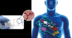 The long-term expectation is to be able to several organs on a single chip.