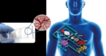 Langfristig sollen mehrere Organe auf einem Chip kombiniert werden.