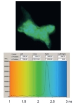 Oberes Bild: Dunkelgrüner "Fleck" auf schwarzem Hintergrund. Unteres Bild: Koordinatensystem (Hintergrundfarbgebung von orange (links) über grün (mittig) nach blau (rechts)). Y-Achse reicht von 1 bis 3 ns. Eine schwarze Linie ist aufgezeigt. Peak unfähr bei 2,3 ns.