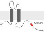 The schematic shows a thread fed through a grey horizontal bar. One end of the thread contains a red box labeled with FxYENEV.