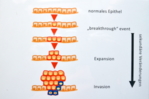 Schematic showing the so-called breakthrough event as well as the expansion and invasion stages of cells during carcinogenesis.