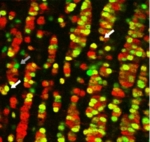 Die viral exprimierte Cre-Rekombinase kann in genetisch entsprechend veränderten Mäusen das Erbgut hochspezifisch verändern. <br /> Im vorliegenden Fall wurde dadurch in einem Großteil der Körnerzellen ein bestimmter Glutamatrezeptor entfernt, was eine verstärkte Hemmung der Ausgabezellen des Riechkolbens zur Folge hatte und zu einer beschleunigten Geruchsunterscheidung führte.