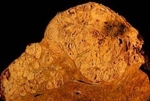12175_de.jpg