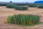 Sections of land with conventional corn in different distances to a transgenic corn field.