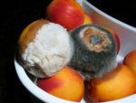 13209_de.jpg