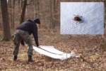 Eine Methode zum Einsammeln von Zecken ist das „Flagging“: Die Tiere beißen sich in den Stoffbahnen fest. Zu sehen ist ein Mann im Wald, der eine Stoffbahn ausbreitet. Oben rechts im Bild sieht man eine Zecke auf einem Stück Stoff.