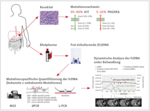 Schematic showing how liquid biopsies can be used to analyse freely circulating (fc) DNA in the blood. The schematic shows the technique as applied to GIST (gastrointestinal stroma tumours).