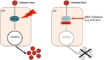 Schematic showing a host cell that is infected by an influenza virus that uses the MEK signalling pathway in the host cells to propagate (left). Several new viruses (red) have been released by the host cell. The schematic on the right-hand side shows the blockage of the signalling pathway. Crossed-out grey virus cells below the host cell indicate that the viruses are no longer able to replicate.