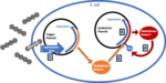 Schematische Abbildung des Tetracyclin-induzierbaren epigenetischen Gedächtnissystems in einem Escherichia coli Bakterium.