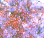 10300_de.jpg