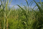 Grüne Zuckerrohrpflanzen vor blauem Himmel