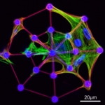 Wachsende Zellen in einer beschichteten, dreidimensionalen Glasstruktur