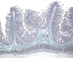 13773_de.jpg