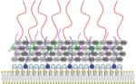 Schematic of a bacterial cell wall to which a layer of tale-shaped molecules is attached.