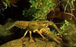 Previously abundant in Europe, the number of noble crayfish has dramatically fallen due to a disease known as American crayfish plague.