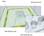Schematic of the entire chip and an amplified sector showing the central area of the square chip along with the round seeding areas and microchannels.