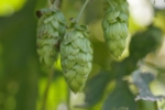 Photo of three hop cones.