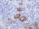 13704_de.jpg
