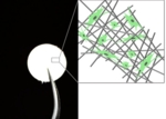 Links: Aufsicht eines runden Scaffolds, das mit einer Pinzette gehalten wird (unten im Bild). Rechts: Ausschnittsvergrößerung, die schematisch Zellen (grün mit schwarzen Zellkernen) im Fasernetzwerk darstellt.