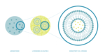 Green and blue spheres of different sizes to show how the drug dosage showing how active ingredient and liposomes become a drug.
