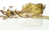 Broken ampoule