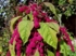 Amaranth Teaser