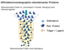 Downstream_Sialinsäure_Liganden_Merckle_Biotec