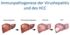 Entstehung HCC