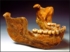 heidelbergensis