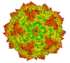 H1 Parvovirus