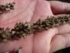 Chia