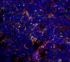 Teaser_HuluFISH_7_color_med.jpg