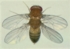 Drosophila Bithorax