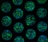 300microns-3D-Zellaggregate.jpg