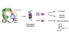 Mechanismus_Lenalidomid_Kroenke2.jpg